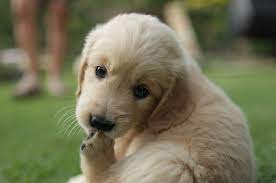This was the first time we had a chance to chart puppies from birth until 8 weeks old. 19 Photos Of Adorable Golden Retriever Puppies