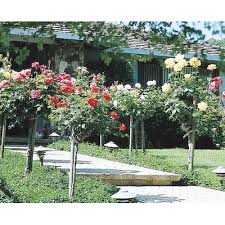If it does, can anyone help me find one from a reputable when you order from direct gardening the weeping rose tree they don't tell you if it is disease. 3 Gallon In Pot Multicolor Tree Rose L5352 In The Roses Department At Lowes Com