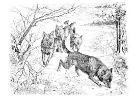 Wolf zeichnung online zeichnen lernen youtube. Malvorlage Wolfe Kostenlose Ausmalbilder Zum Ausdrucken Bild 9760