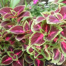 Image result for Coleus rhodesianum
