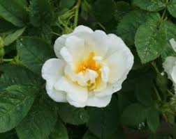 Join facebook to connect with bunga ros putih and others you may know. Nama Latin Bunga Mawar Putih