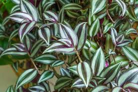 Image result for Tradescantia zebrina