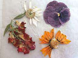 Maybe you would like to learn more about one of these? Diy Book Flower Press Free Craft From The Garden Be A Fun Mum