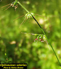 Image result for Oplismenus