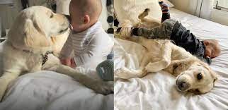 Criança e golden retriever criam um forte laço de amizade; vídeo