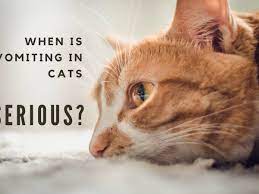 Why Is My Cat Vomiting And What Should I Do Pethelpful