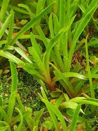 Image result for Juncus lomatophyllus