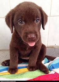 Cute Chocolate Labrador Puppy A Place To Love Dogs Cute Dogs Cute Animals Puppies