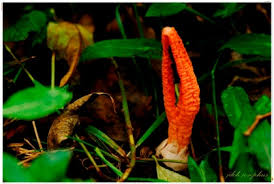 Image result for Pseudocolus schellenbergiae