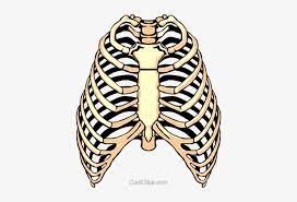 Rib cage png transparent images. Rib Cage Png Clipart Rib Clipart Transparent Png 400x480 Free Download On Nicepng