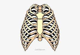 Choose from 880+ rib cage graphic resources and download in the form of png, eps, ai or psd. Rib Cage Png Clipart Rib Clipart Transparent Png 400x480 Free Download On Nicepng