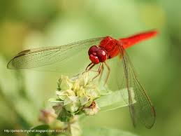 Black And Blue Widow Skimmer Dragonfly Pin By Michelle Turner On Little Dragons Dragonfly Beautiful Gossamer Wings