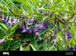 Image result for Iochroma