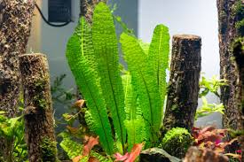 Image result for Aponogeton rehmannii