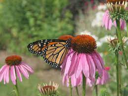 Selected early flowering perennials (24). 10 Long Flowering Perennials Diy