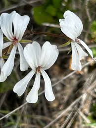 Image result for Pelargonium alchemilloides