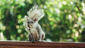 There are several species of squirrel, but tree squirrels are the most common nuisance for homeowners because they inhabit attics and garages and cause damage. How To Get Rid Of Squirrels In The Garden Deter These Pests From Your Plot Gardeningetc