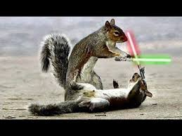 Jedi Chipmunks Epic Lightsaber Battle Jedichipmunks Chipmunks Starwars Jedi Animals Lightsaber Epic Squirrel Funny Funny Animals Funny Animal Pictures