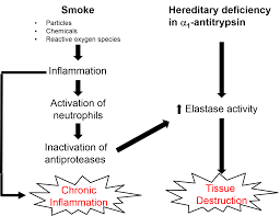 chronic obstructive pulmonary disease copd