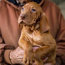 Find vizsla puppies for sale on pets4you.com. Meadow Puppies