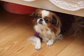 The best ad blockers and privacy extensions zap irritating ads and help you opt out of intrusive privacy is very much on the minds of the best ad blockers, as they can safeguard privacy as deftly as. 9 Best Dog Barriers For Under Bed To Prevent Dogs And Toys Going Underbed Dog N Dogs