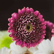 Image result for Gerbera