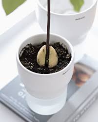 They are a bit finicky about their new growers often report that flowers fall off the tree without producing. Growing And Repotting Avocado Tree My Full House Com