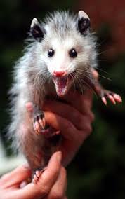 Opossums are pretty small marsupials and their lifespans are short too. Opossum Wikipedia
