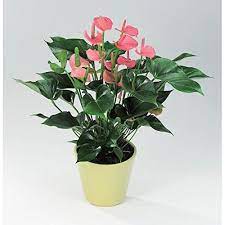 Buy Poudha Com Anthurium Pink Outdoor Pink Flowering Plant Online At Low Prices In India Amazon In