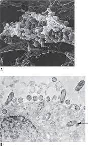 Image result for Rickettsiae