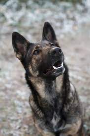 We did not find results for: Sable German Shepherd Dog By Dobranska Renata German Shepherd Dogs Sable German Shepherd Shepherd Dog