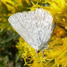 Image result for Satyrium compactum