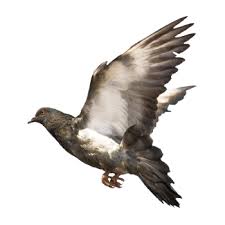 Pigeon abatement in san diego, orange county, los angeles and the inland empire provided by the pigeon control and removal experts at griffin pest management. Removal Control Proofing Of Pigeons In Exeter Exmouth Devon Isca Pest Control