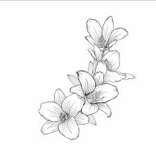 Black And White Lily Clipart Pin By Vicki Anconina On Tattoo Black And White Flower Tattoo Lily Flower Tattoos Lilies Drawing