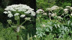 Jun 19, 2021 · the leaves are reddish in spring, green in summer, and yellow, orange, or red in fall. Worse Than Poison Ivy How To Identify Report Dangerous Hogweed Plant Found In Michigan
