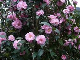 • kramer's supreme camellia offers vividly red blooms from january through april. Camellia Shrubs And Trees For Sale Online With Uk Delivery