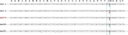 Alan souza | world cup 2019 bruno lima on fire: Presence Of The Point Mutations Val1016gly In The Voltage Gated Sodium Channel Detected In A Single Mosquito From Panama Parasites Vectors Full Text