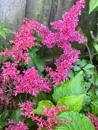 We did not find results for: 25 Best Perennial Flowers Ideas For Easy Perennial Flowering Plants
