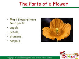 Learning parts of a flower can sometimes be confusing to the kids. Flower Parts Functions For Kids