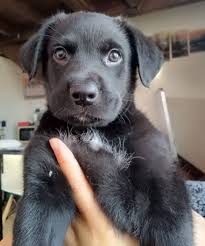 Hola como están?? El es mi gatito romeo se perdió hace un par de días en el  barrio omega por calle miramar y eloisa mesa y no a vuelto a casa. Si