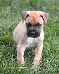 Black And White American Bulldog Boxer Mix This Is A Puppy From Our Recent Litter He Is American Bulldog Boxer French Mastiff And Blue Nose Pit French Mastiff Bulldog Breeds American Bulldog