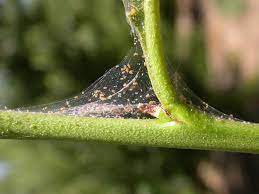 Organic Spider Mite Control In Deciduous Trees And Vines Organic Farmer