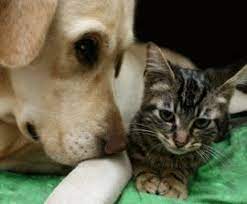 Pets For Life Nyc The Humane Society Of The United States Ask 4 Help Before You Dump Your Pet At The Ac Pets Animals Pet Adoption