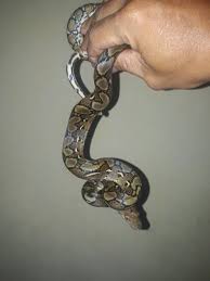 Jun 02, 2021 · seekor ular sawa sepanjang enam meter ditemui di dalam enjin kereta di sebuah bengkel di kampung batu 25, pekan nanas, dekat pontian malam tadi. Jual Reticulatus Python Sanca Kembang Di Lapak Sandi Orchid Bukalapak