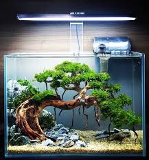 Jenis tanaman aquascape low co2 akan membuat akuarium tampak lebih sejuk. 6 Cara Membuat Aquascape Tanpa Co2 Murah Cocok Bagi Pemula