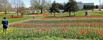 95 college avenue holland, mi 49423. It S Tulip Time In Holland Without The Festival