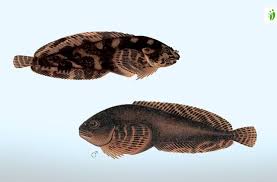 Image result for Liparis