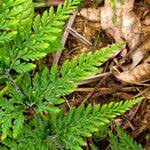 Image result for Pityrogramma rupicola