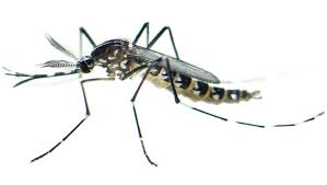 The asian tiger mosquito (aedes albopictus) is of great concern to public health authorities due to its vector competence and rapid spread across the globe. Informationen Zur Tigermucke Fhg Am Hornli