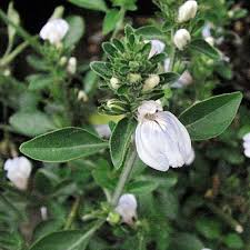 Image result for Justicia petiolaris